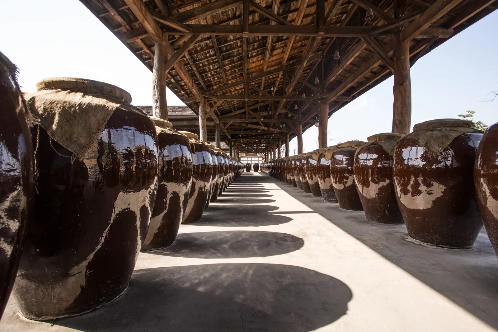 Rows of large earthenware vessels used during makgeolli brewing beneath a long wooden shelter